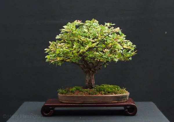 bonsai elm
